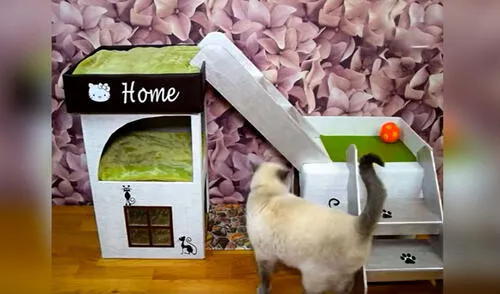 YouTube viral: joven utiliza cajas de cartón para armar una casa de dos pisos para gato