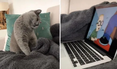 Entra a su cuarto y descubre a su gato viendo dibujos en su laptop [VIDEO]