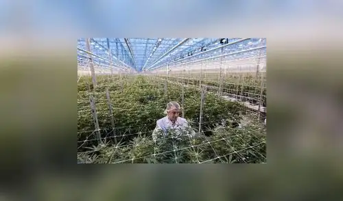 Compañía de cannabis adquiere 100% de acciones por 3.000 millones Compañía de cannabis adquiere 100% de acciones por 3.000 millones