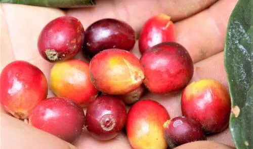 San Martín: cooperativa Bosque del Altomayo avanza en ranking de exportadores de café