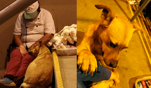 Comerciante ambulante es acompañada por un perro mientras duerme Perú redes sociales