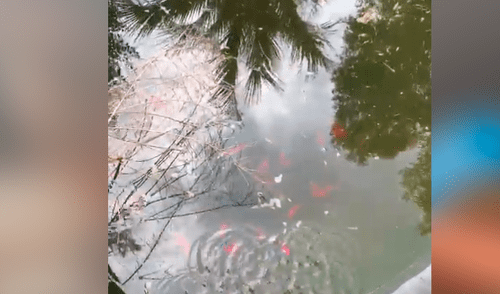 YouTube viral: Mono recibe envase lleno de comida y lo que hace cautiva a miles [VIDEO]