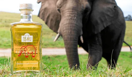 Su éxito se afianzó en su país de origen, Sudáfrica, donde el consumo de ginebra se convirtió en un verdadero “boom”. Foto:EFE Ginebra, la bebida alcohólica hecha con excremento de elefante y que es un ‘boom’ en África