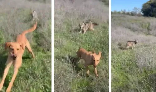 Desliza para ver la secuencia del viral. Foto: Captura/YouTube/ViralHog