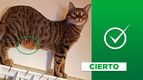 Publicación de Facebook sobre los gatos es cierta. Composición.