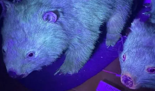 Los wombat son especies nocturnas en peligro de extinción. Foto: Museo de Australia Occidental