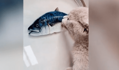 Gato conmueve al no poder dejar de lamer el pez realista que dibujó su dueño