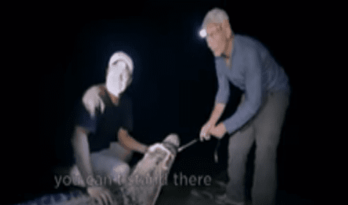 YouTube viral: hombres intentan pescar de noche y feroz cocodrilo emerge del agua