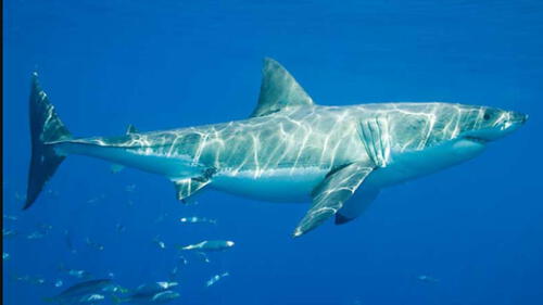 Un tiburón blanco hembra puede medir hasta 5 metros. Foto: referencial Un tiburón blanco hembra puede medir hasta 5 metros. Foto: referencial