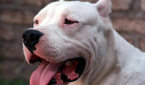 Los perros fueron usados como "armas amenazantes" para intimidar a la víctima. Foto Referencial