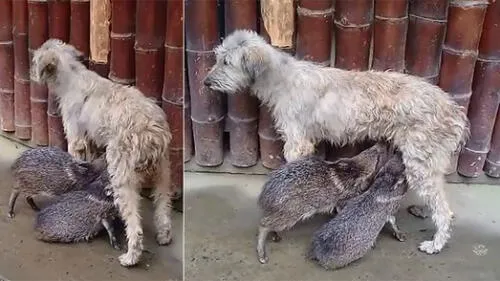 Imágenes fueron registradas en el distrito de Echarati en Cusco.