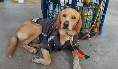 Facebook viral: Perro duerme en una gasolinera y dueños lo adoptan como parte del equipo