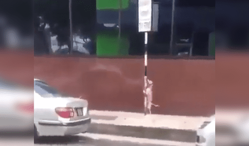 Facebook: graban a perro callejero bailando reggaetón a cambio de comida [VIDEO]