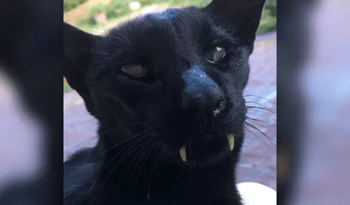 Facebook: extraño 'Gato vampiro' causa asombro en redes por su inusual apariencia [VIDEO]