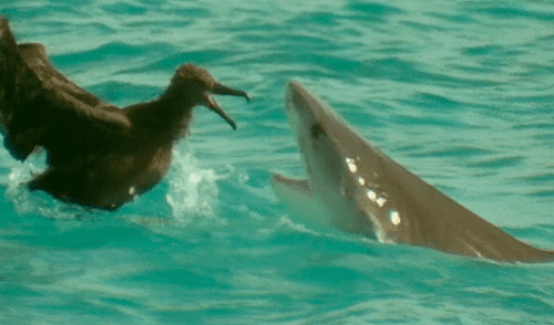 YouTube viral: Ave protagonizó lucha a muerte con feroz tiburón que intentó devorarlo [VIDEO] 