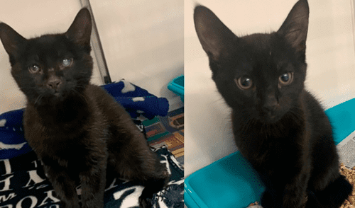 gatos abandonados