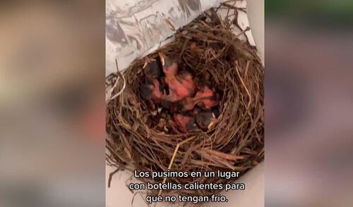 TikTok viral: encuentra pichones abandonados en nido, los cuida y les da un nuevo hogar