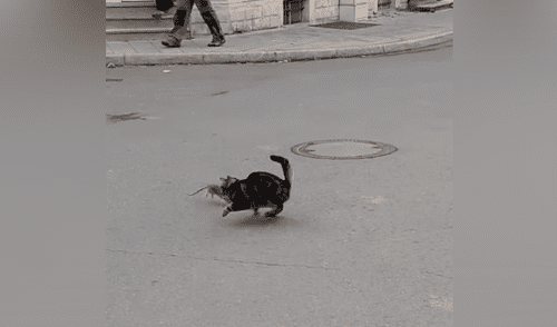 Fiera rata se enfrenta a un hambriento gato que quería devorarlo y esto fue lo que ocurrió [VIDEO]