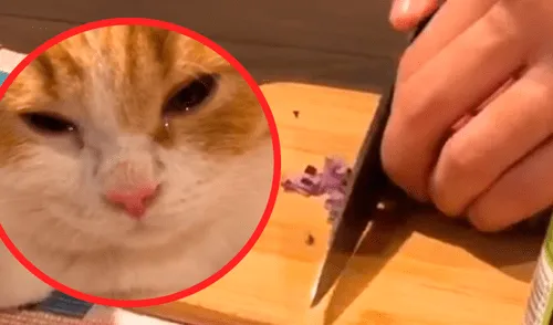 Vía Facebook: 'Gato cocinero' ayuda a su amo a cortar cebollas y termina llorando