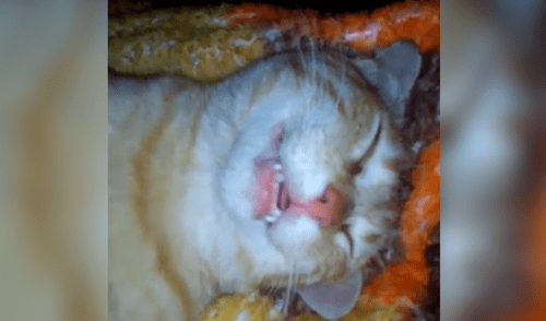 Facebook: se asustó al ver a su gato muerto, sin imaginar que tendría un final inesperado Facebook: se asustó al ver a su gato muerto, sin imaginar que tendría un final inesperado
