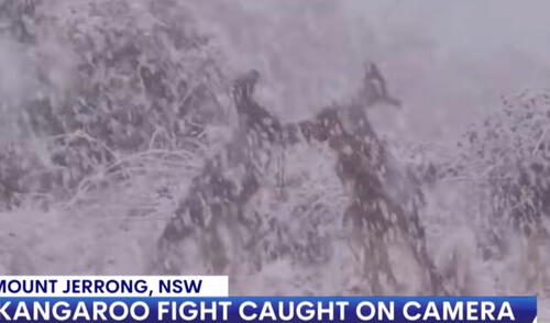 Los marsupiales han dado la vuelta al mundo. Foto: Captura/Facebook/7news