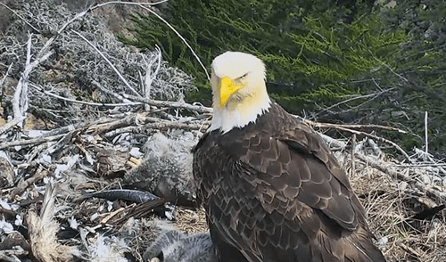 Youtube:  Águila sorprende al abandonar a sus crías en pleno temblor [VIDEO]