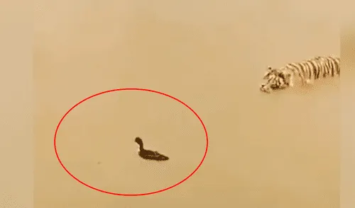 Vía Facebook: Pato usa increíble método para que tigre no se lo coma [VIDEO]