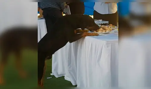 Facebook viral: Perro es protagonista del 'viral del día' al llevarse bocaditos de una boda en Chile [VIDEO]