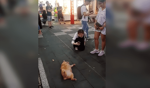 Facebook viral: gato callejero se hace el muerto afuera de restaurante y causa furor en los clientes [VIDEO]