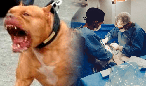 Un niño de Georgia (EE. UU), andaba en bicicleta cerca de Grovetown cuando tres perros lo atacaron. Foto: composició LR/El Economista.es/Pexels