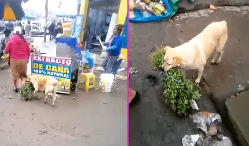 YouTube: perro ayuda con los mandados a su dueña y causa ternura en las redes [VIDEO]