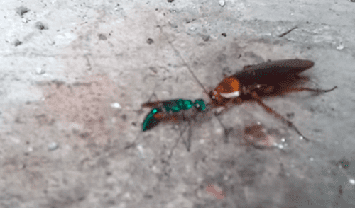 YouTube: ¿Las cucarachas se pueden volverse 'zombies'? Este extraño insecto podría provocarlo