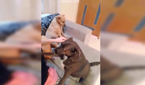 YouTube viral: Perro se pone celoso al ver que su dueña le da cariño a la nueva mascota [VIDEO]