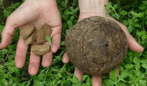 Morikke, la marca de las comunidades nativas de Madre de Dios para exportar castaña al mundo Morikke, la marca de las comunidades nativas de Madre de Dios para exportar castaña al mundo