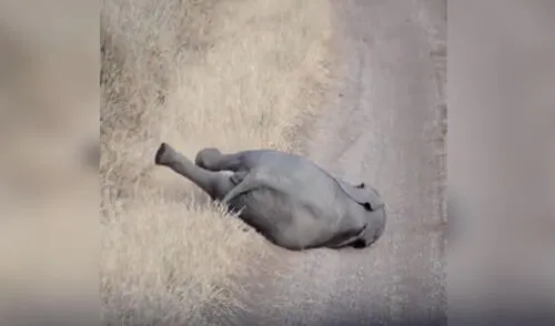 Desliza las imágenes para ver más detalles sobre esta curiosa escena que se hizo viral en redes sociales. Foto: captura de Twitter YouTube viral: Elefante bebé conmueve con tierno ‘berrinche’ que le hace a su mamá