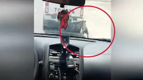 Se desconoce el estado de salud actual de la mascota. Se desconoce el estado de salud actual de la mascota.