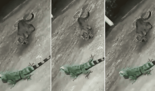 Gato se enfrenta con iguana.