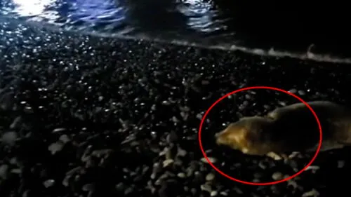 Autoridades que velan por animales de fauna silvestre comunicaron que alertarán del hecho a la Municipalidad del Callao. Créditos: Captura Prensa Callao.