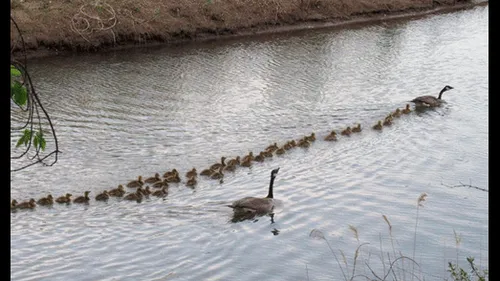 Mamá gansa cuida a decenas de polluelos de otras y despierta ternura en las redes