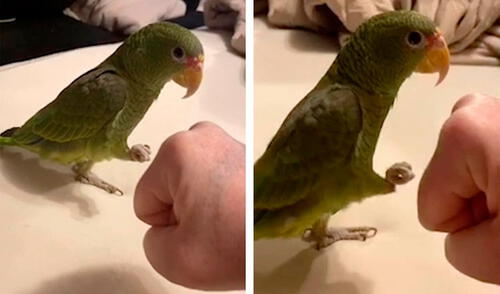 Facebook viral: loro aprende a ‘chocar el puño’ y asombra a su amo con su habilidad [VIDEO]