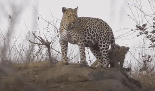 YouTube viral: graban tierno momento en que leoparda regresa a su guarida para cuidar a sus bebés