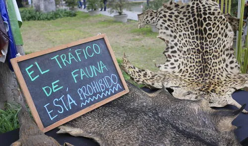 Foto: Serfor Foto: Serfor