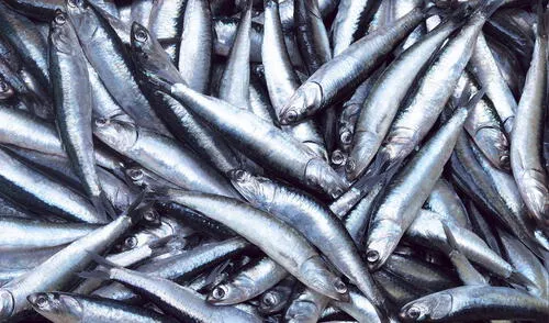 Segunda temporada de pesca de anchoveta suma 2.059 millones de toneladas capturadas