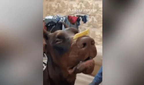 Desliza hacia la izquierda para ver las imágenes del video viral. Foto: Usuario/Facebook. Joven coloca comida en el hocico de su perro y este se queda inmóvil