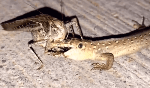 Facebook Viral: No imaginarás el terrible final de la batalla entre este saltamontes gigante y una lagartija