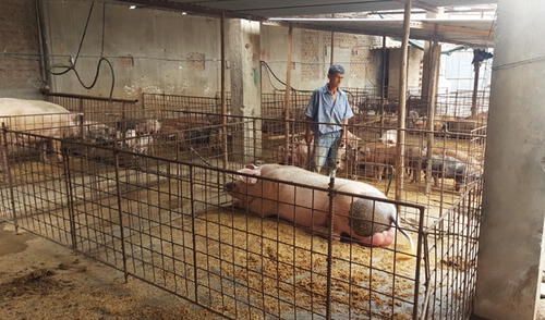 Chiclayo: Clausuran camal clandestino en José Leonardo Ortiz | VIDEO Chiclayo: Clausuran camal clandestino en José Leonardo Ortiz | VIDEO