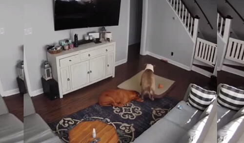 Revisa cámara de seguridad y descubre a su perro ‘cuidando’ a su ‘amigo’ que estaba enfermo [VIDEO]