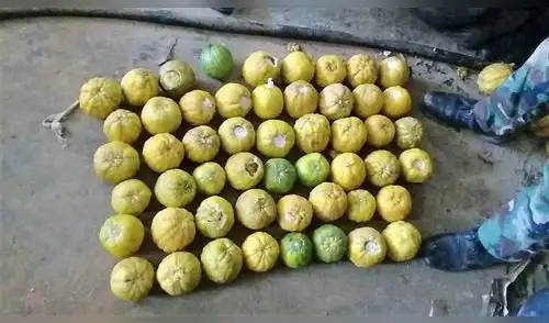 Policía incauta más de 31 kilos de cocaína camuflada en caja de toronjas