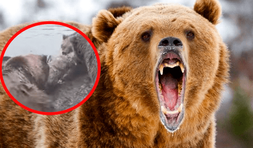 YouTube viral: osos pardos atacan y devoran a un lobo en pleno zoológico [VIDEO]