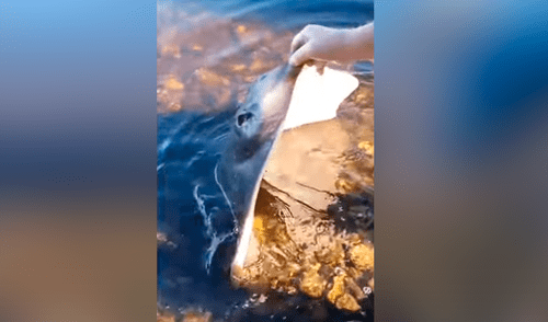 Facebook viral: ve una criatura venenosa varada en playa, la alimenta y sucede lo inesperado [VIDEO] 
